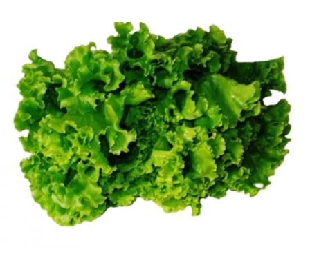 LECHUGA COMUN X UN.