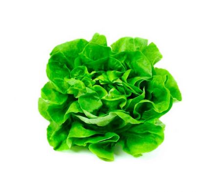 LECHUGA MANTECOSA X UN.