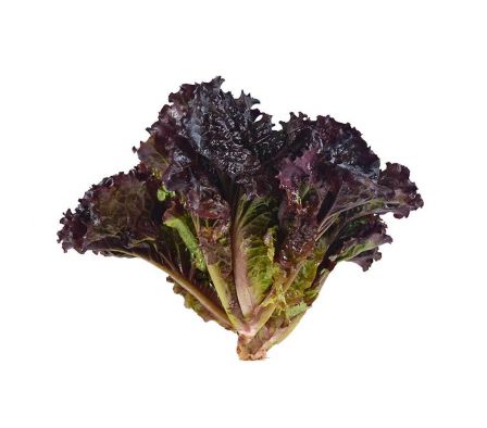 LECHUGA MORADA X UN.