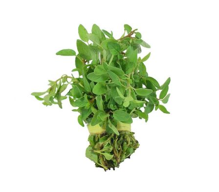 OREGANO X UN.