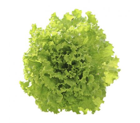 LECHUGA PIRATI ECO FARM HIDROPONICAS X UN.
