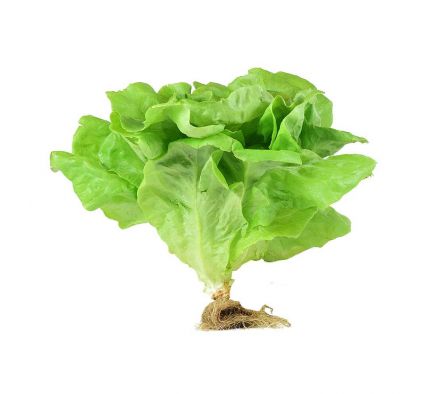 LECHUGA BLANCA ECO FARM HIDROPONICAS X UN.