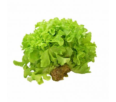 LECHUGA MIMOSA ECO FARM HIDROPONICAS X UN.