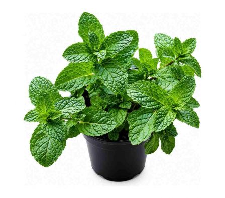 PLANTA DE HIERBABUENA NG X UN
