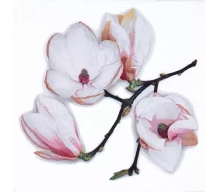 SERVILLETA TIFLAIR WHITE MAGNOLIA 33X33CMTS