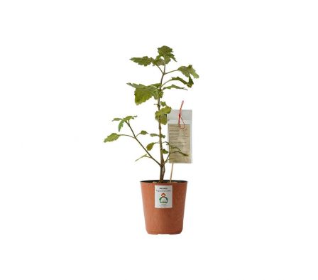 PLANTA DE PACHOLI X UN