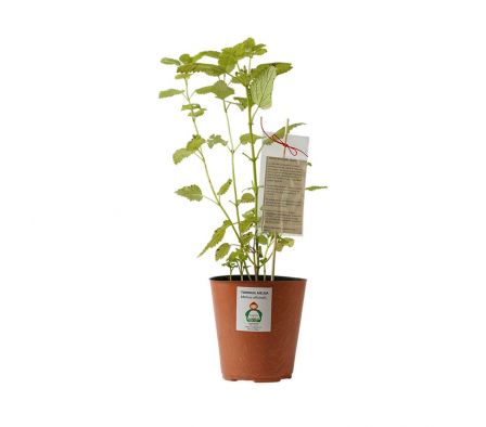 PLANTA DE MELISA (TORONJIL) X UN