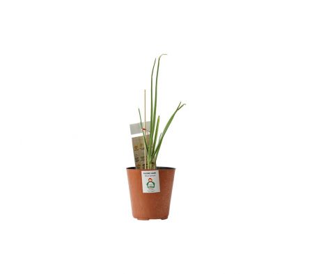 PLANTA DE PUERRO BABY X UN