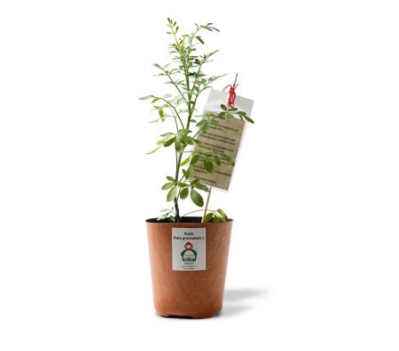 PLANTA DE RUDA X UN