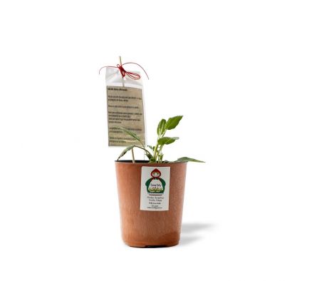 PLANTA DE SALVIA OFFICINALIS X UN