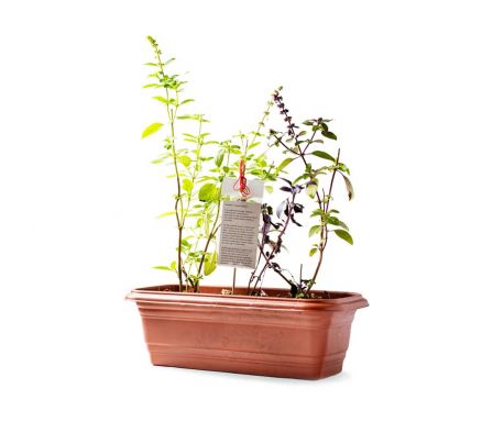 PLANTA MEDICINAL SURTIDOS X UN
